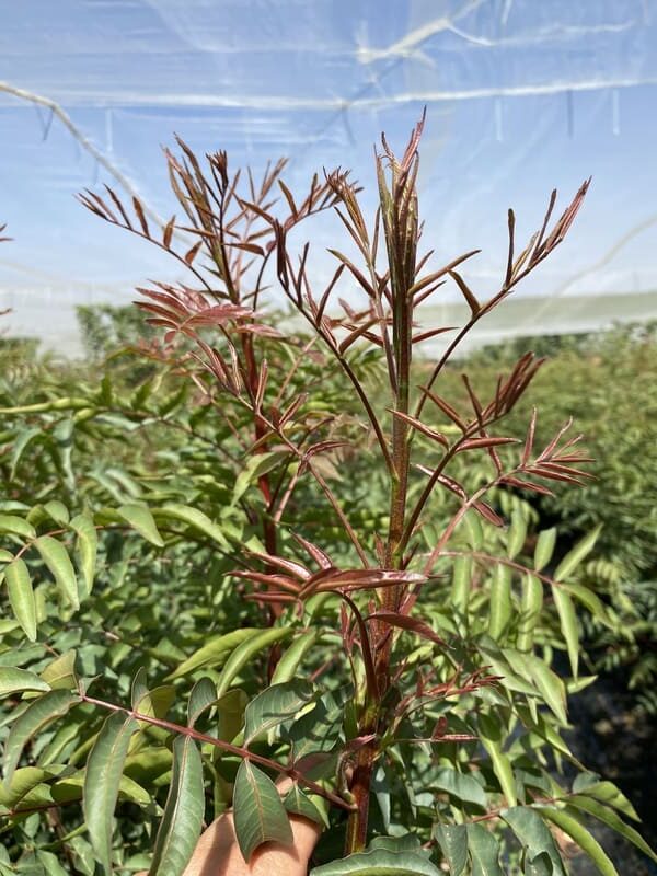 portainjerto ucb1 e1755001585933