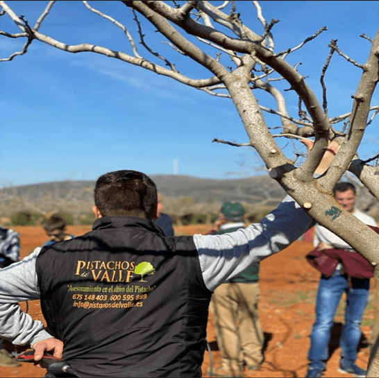 Consigli sul pistacchio
