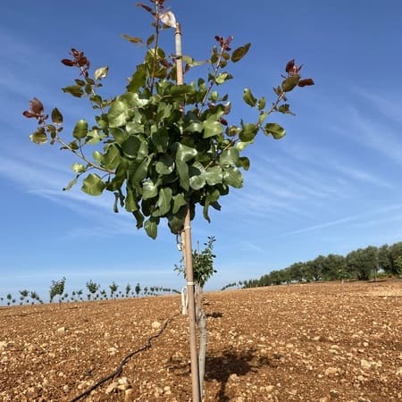 Pistachio trees grafted at the best price