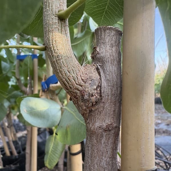 grafted pistachio seedlings