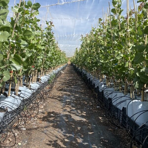 Pépinière de pistachiers à Ciudad Real