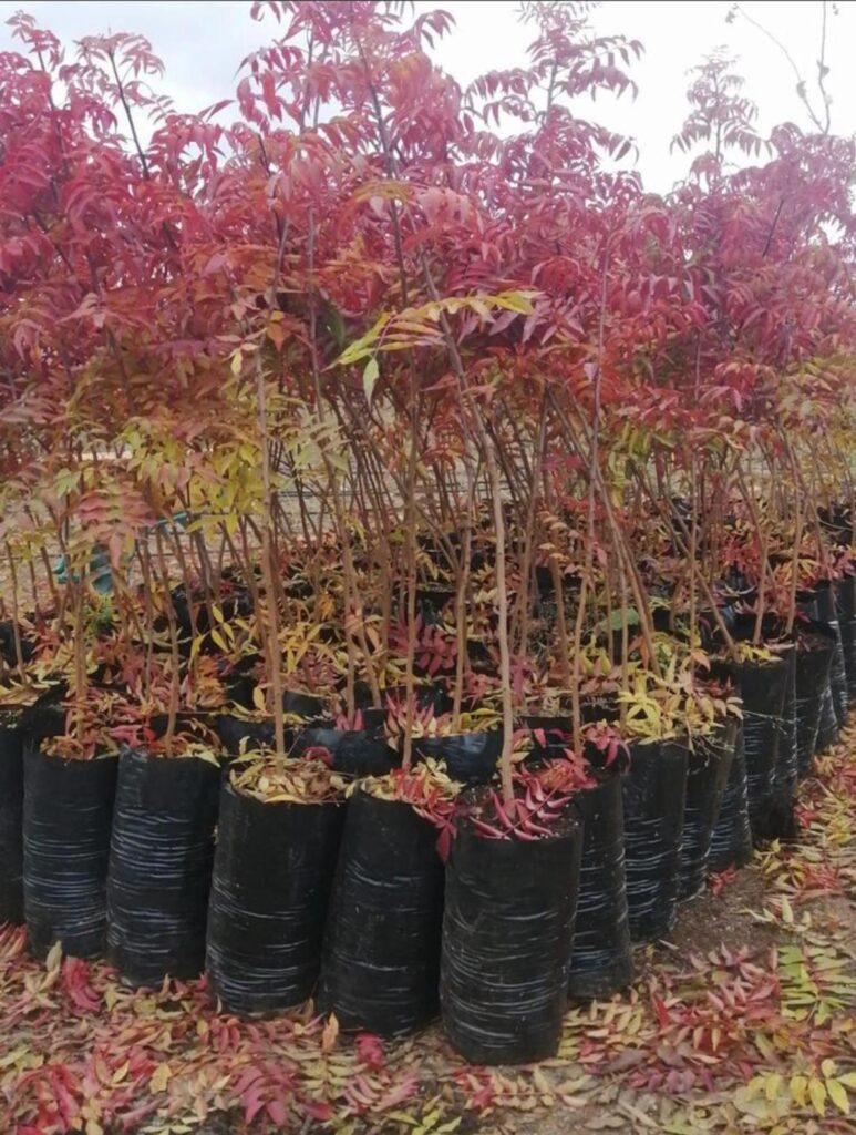 Guida alla semina del pistacchio2