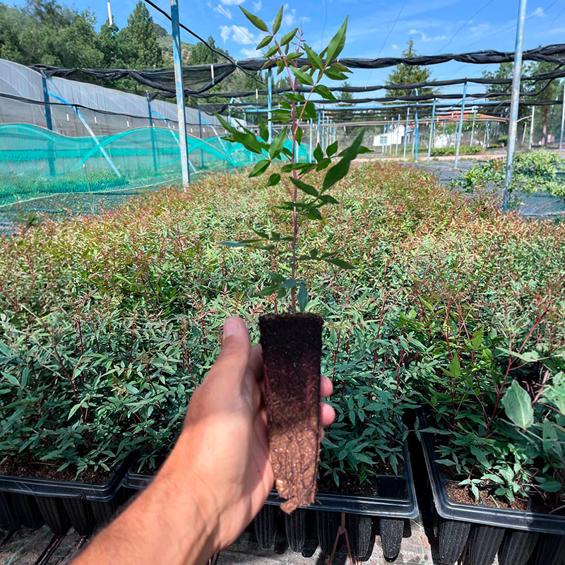 Portainjerto Cornicabra (Terebinthus) Seleccionada Portainjerto de pistacho en Alveolo