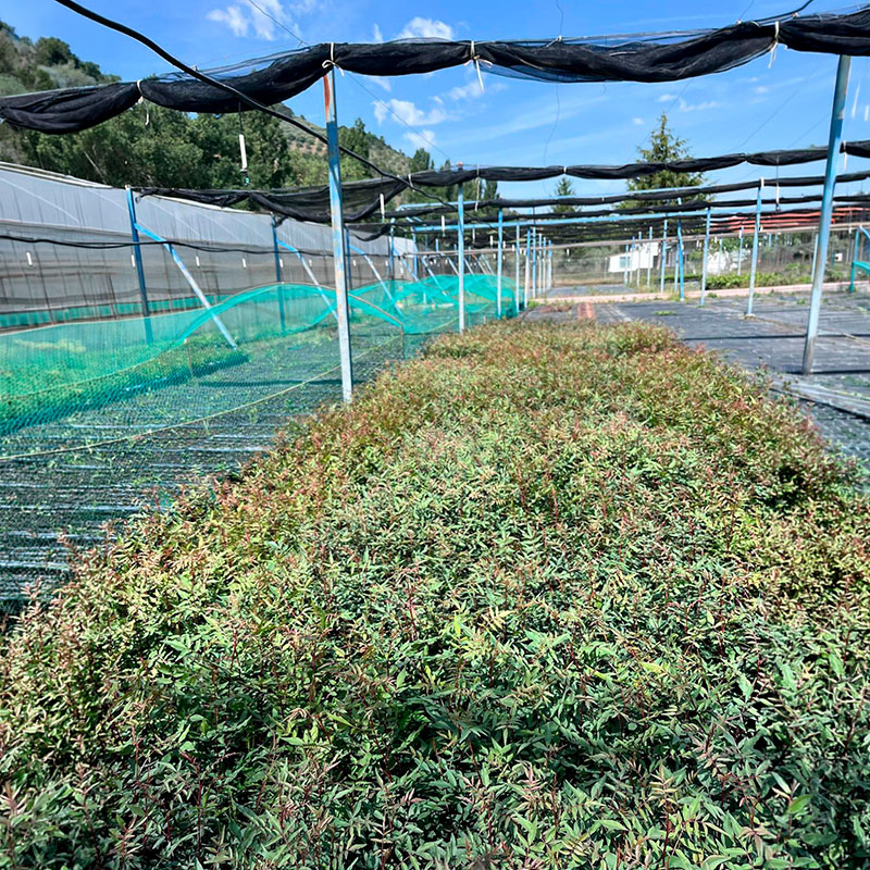 Portainjerto Cornicabra (Terebinthus) Seleccionada Portainjerto de pistacho en Alveolo