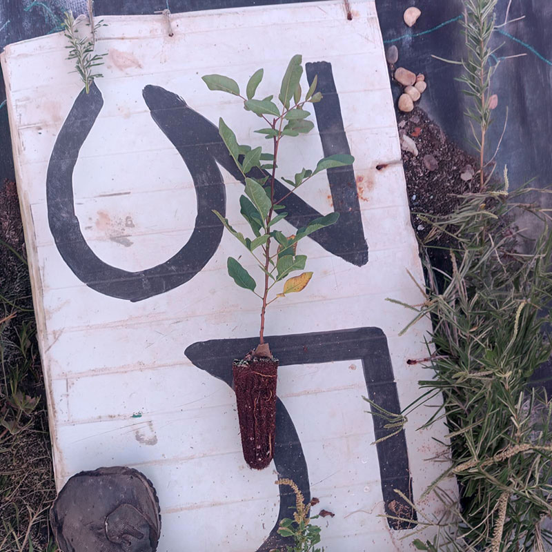 Portainjerto Cornicabra (Terebinthus) Seleccionada Portainjerto de pistacho en Alveolo