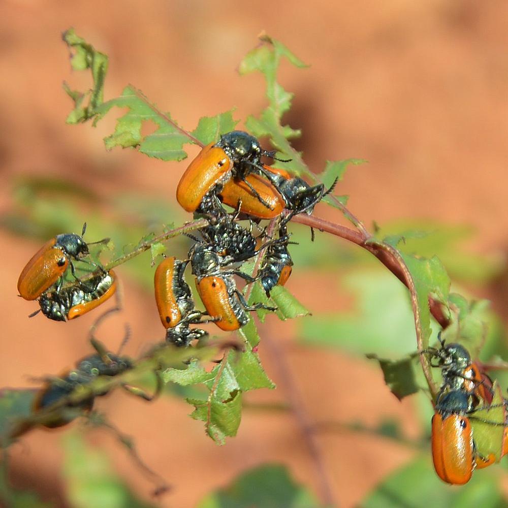 Pistacho espanol en primavera2