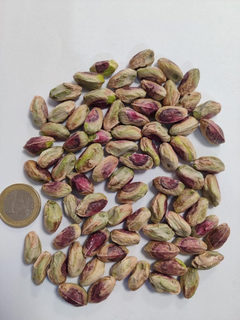 Pistacho espanol en primavera3